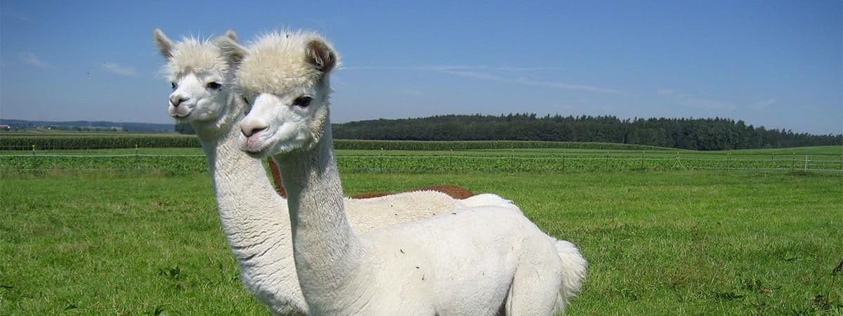 Les petits vigognaux